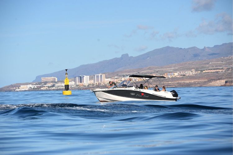 Dolphin watching Tenerife