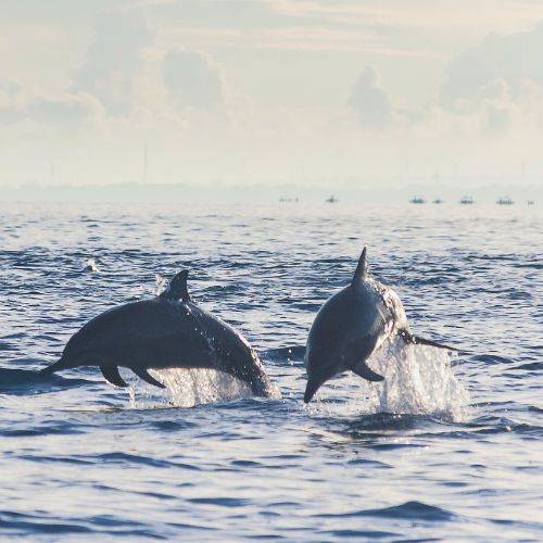 Dolphin watching Tenerife