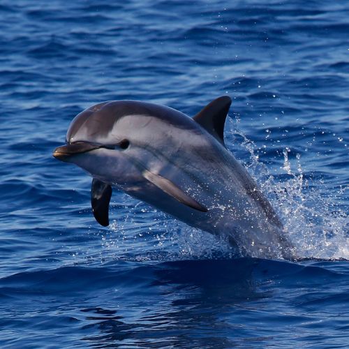 Dolphin watching Tenerife